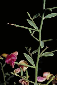 ترنجبين ایرانی